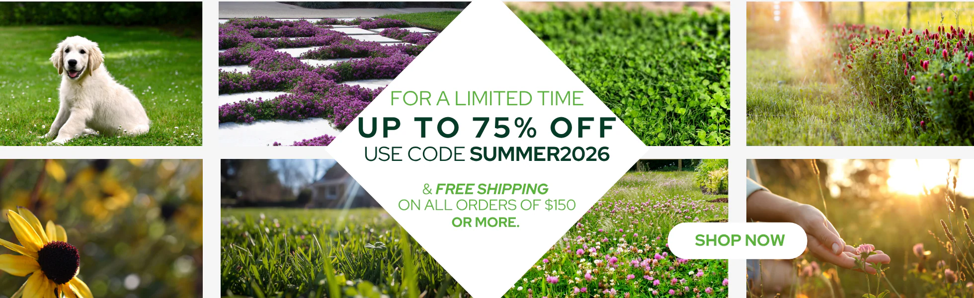 Cultivate Your Perfect Natural Lawn